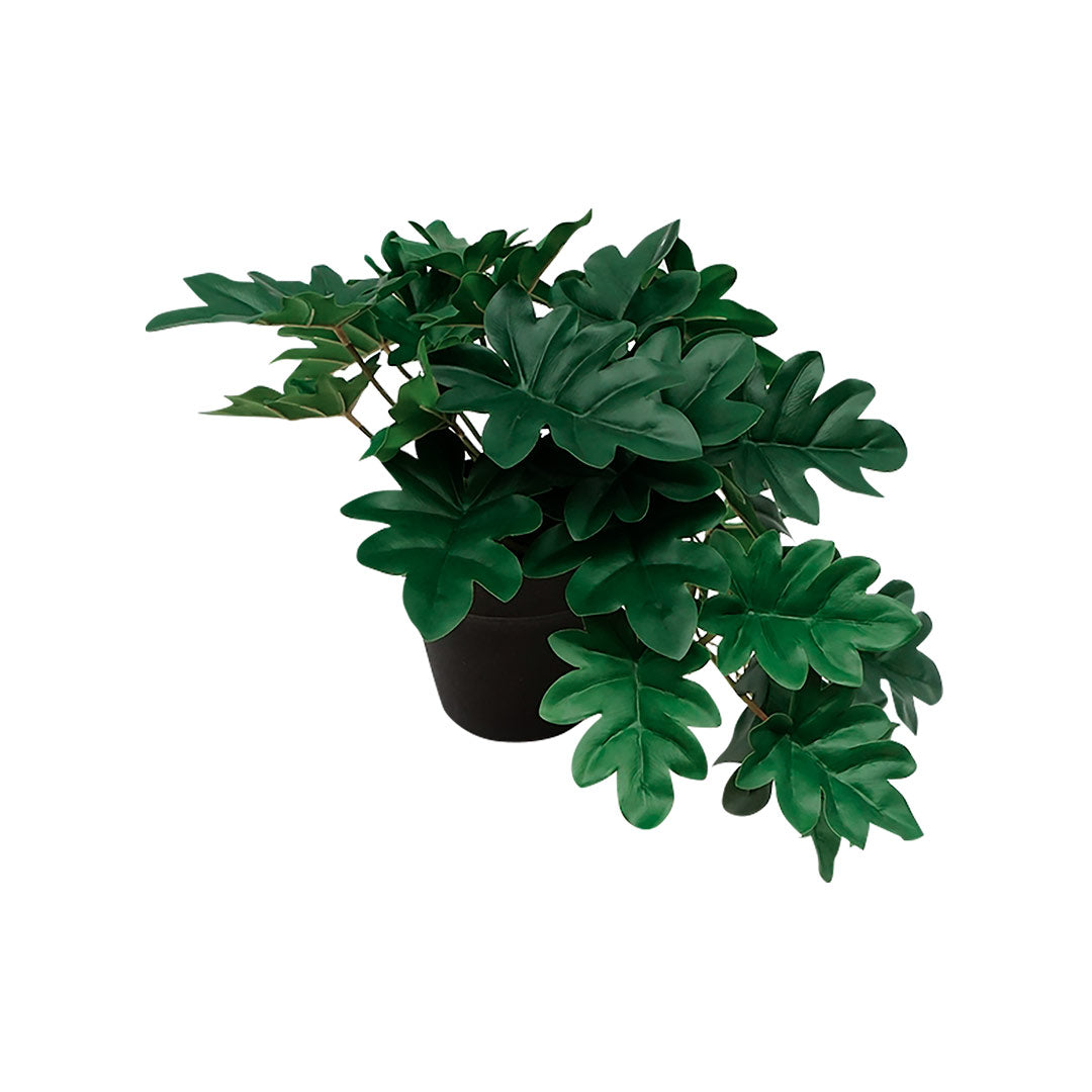 Comprar Plantas Online - Planta Philo Colgante| CREATA Muebles