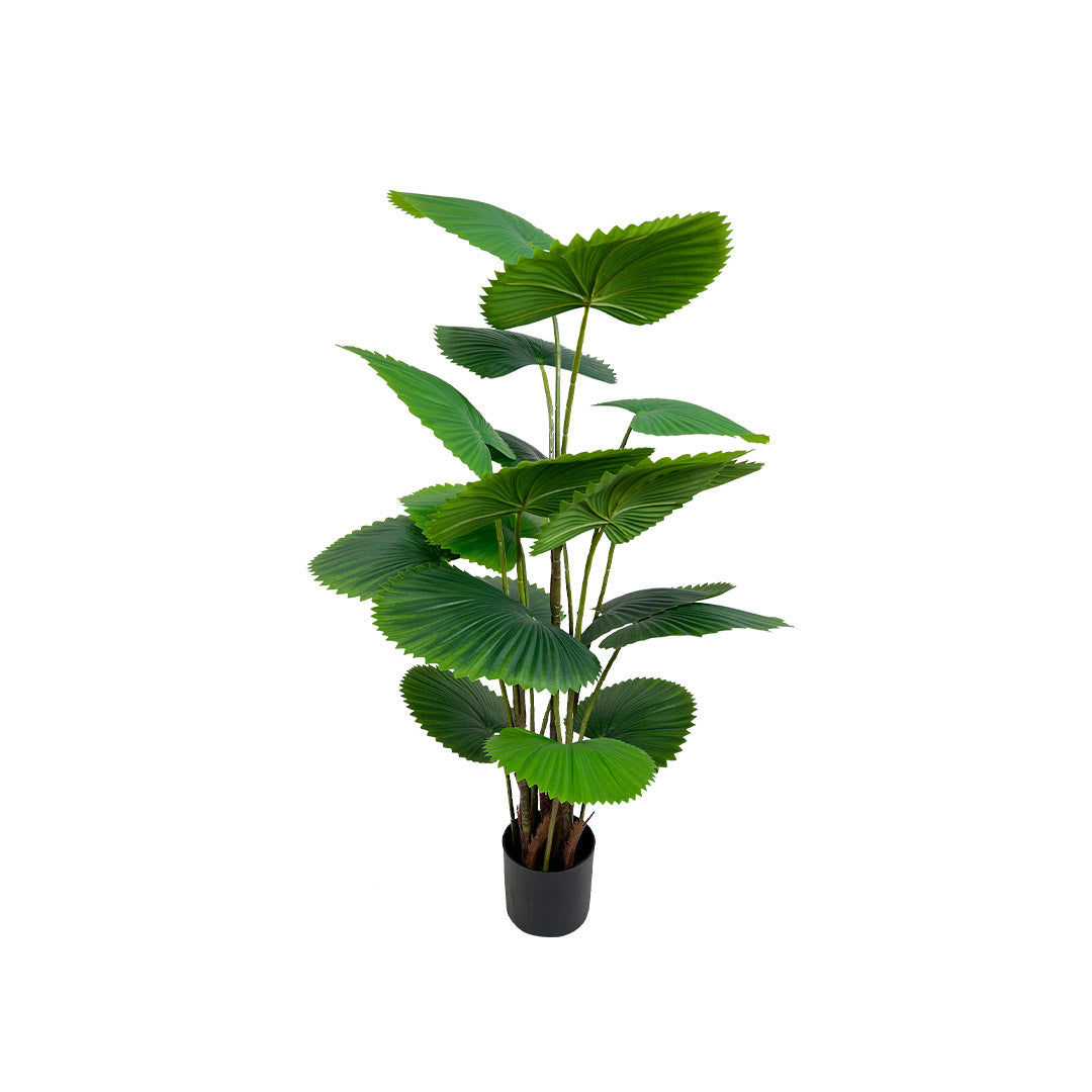 Macetas de Interior Grandes - Planta Decorativa Palma Licuala | CREATA Muebles