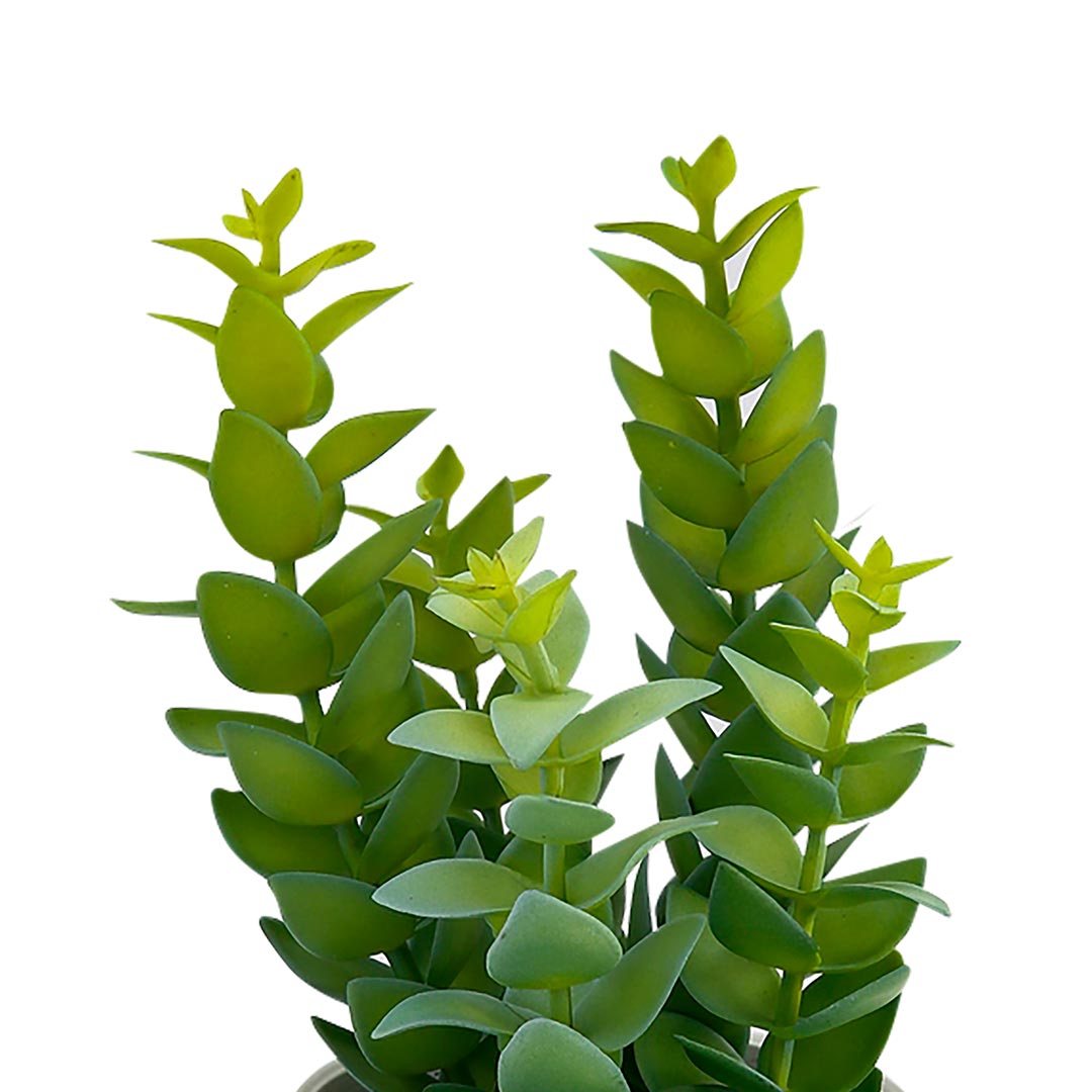 Plantas artificiales dormitorio - Suculentas Ale - Foto Detalle | CREATA Muebles