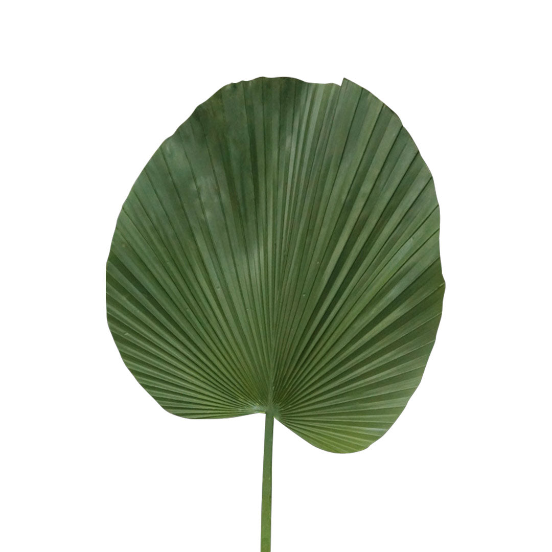 Plantas de Plástico Decoración - Hoja Decorativa Palma - Close Up | CREATA 
